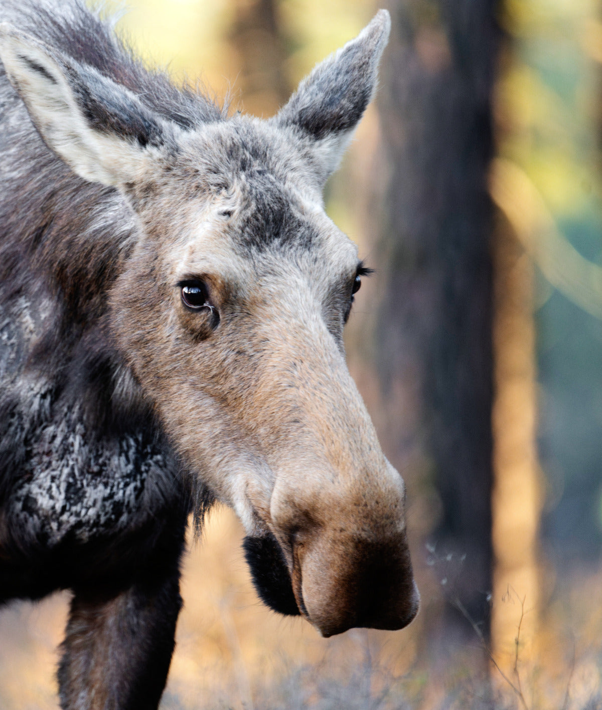 Moose, Turnbull NWR